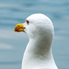 Profile image of Birdsong52