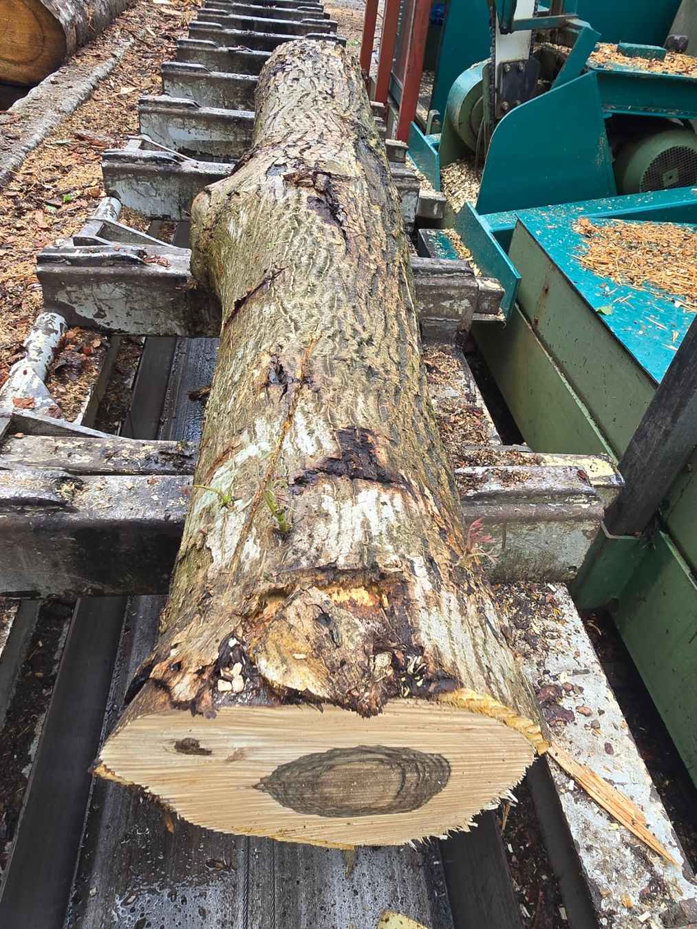 Articoli in legno: Nussbaumstamm Nr.7 – Nuovo (secondo la descrizione) da Ramsei venduto da Waelchris 1