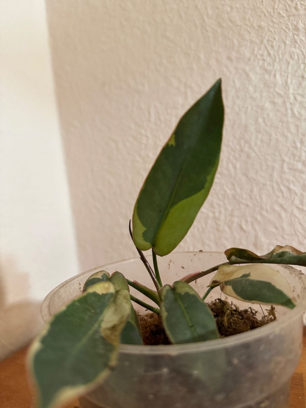 Plantes & graines: Philodendron Atabapoense variegata – D'occasion à Männedorf par mrclst 1