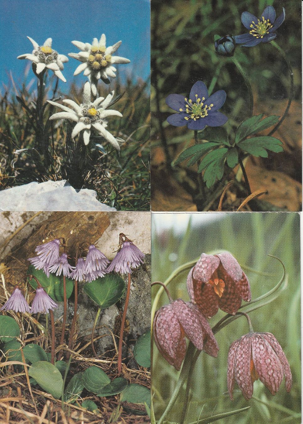 Cartes postales: 40 Schöne Blumenkarten – D'occasion à Lumbrein par made02 8