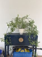 Planta de la Vida aus Peru