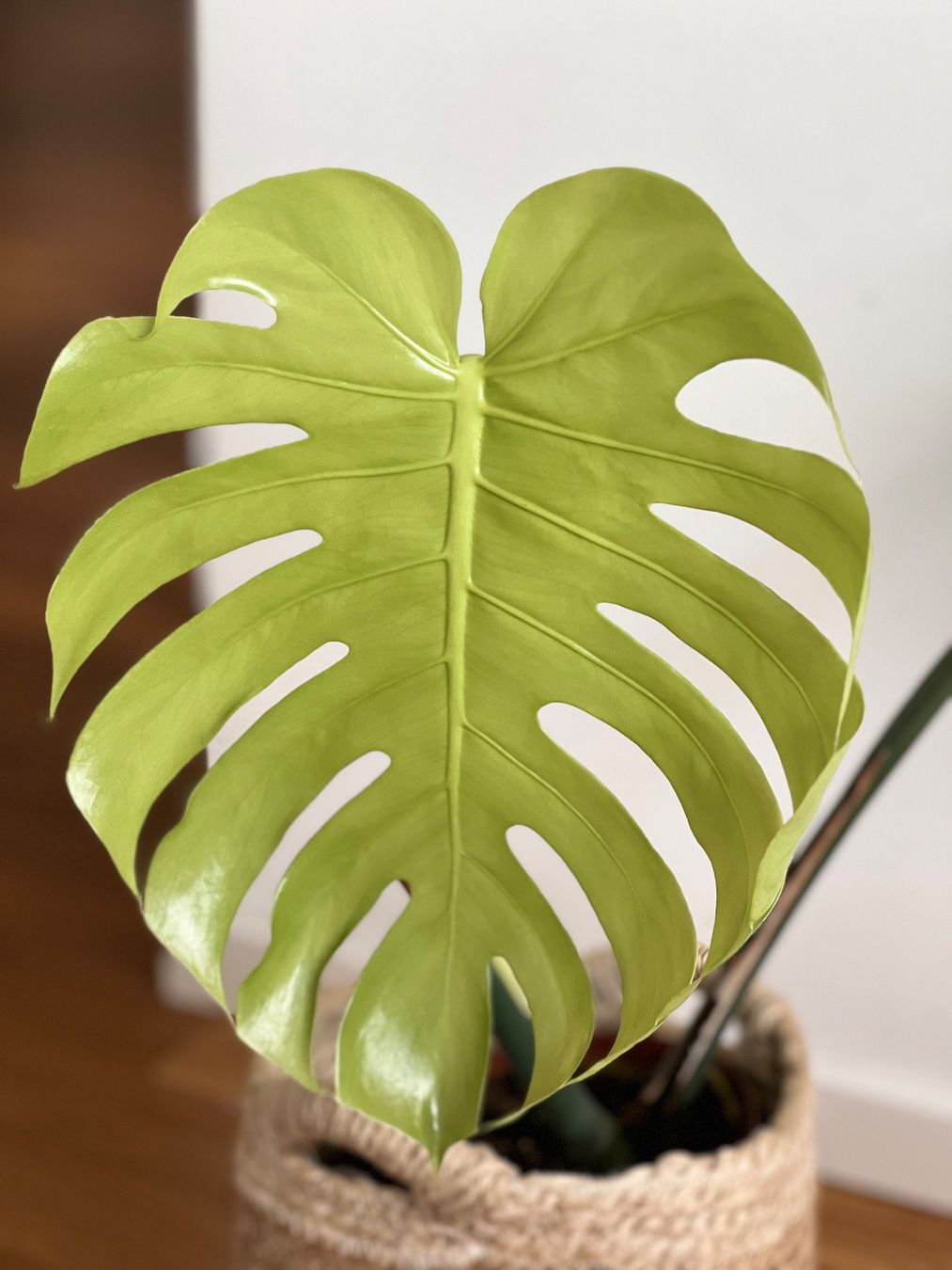 Piante & sementi: Monstera Deliciosa🤩 – Usato da Glattpark(Opfikon) venduto da ste_n99y 3