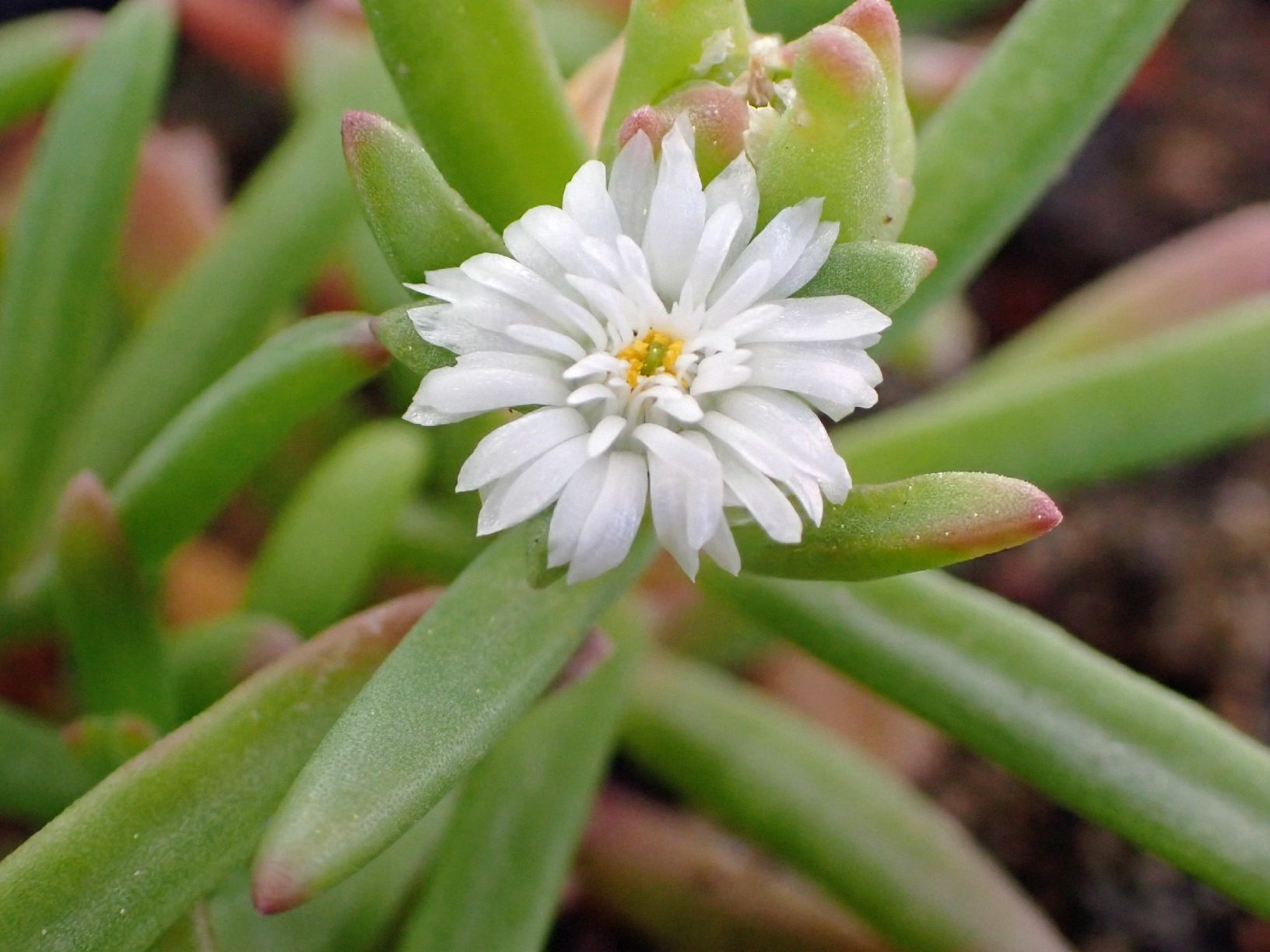 Pflanzen & Samen: Delosperma napiforme – Gebraucht aus Comano von che_8lc2 1