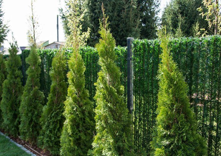 Piante & sementi: Thuja "Brabant" 125-150cm – Nuovo (secondo la descrizione) da Sursee venduto da pflugshaupt01 1