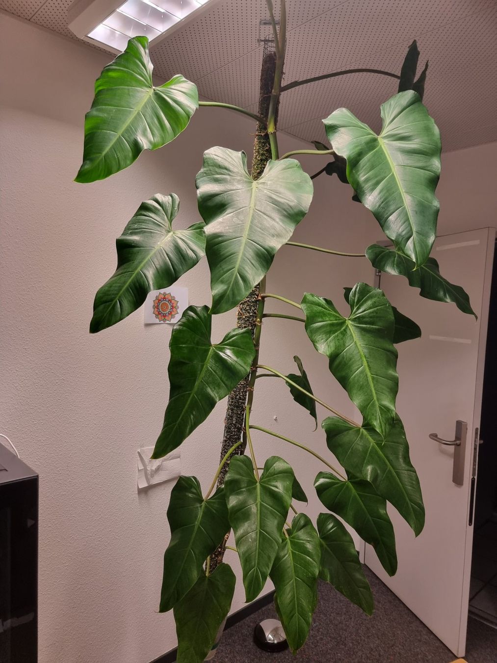 Piante & sementi: 🌿 Philodendron Domesticum – Usato da BERN venduto da kre_tb2n 8