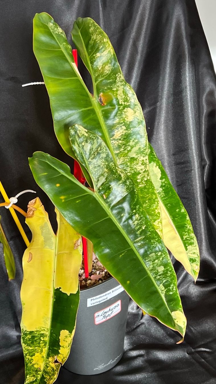 Pflanzen & Samen: Philodendron Billietiae variegated – Gebraucht aus Zofingen von Erfolg1957 3