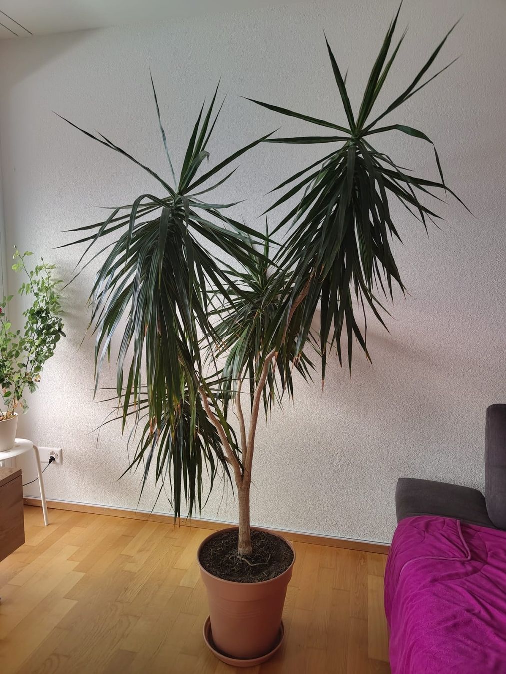 Piante & sementi: Drachenbaum (Dracaena) – Usato da Heerbrugg venduto da san_dr2y