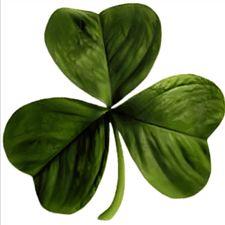 Profile image of MF-Lingus