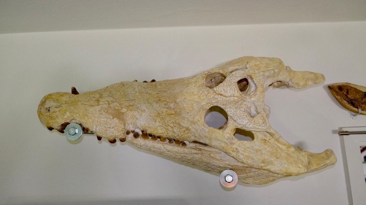Fossili: Elosochus cherifiens - Schädel – Usato da Biel/Bienne venduto da nimmes