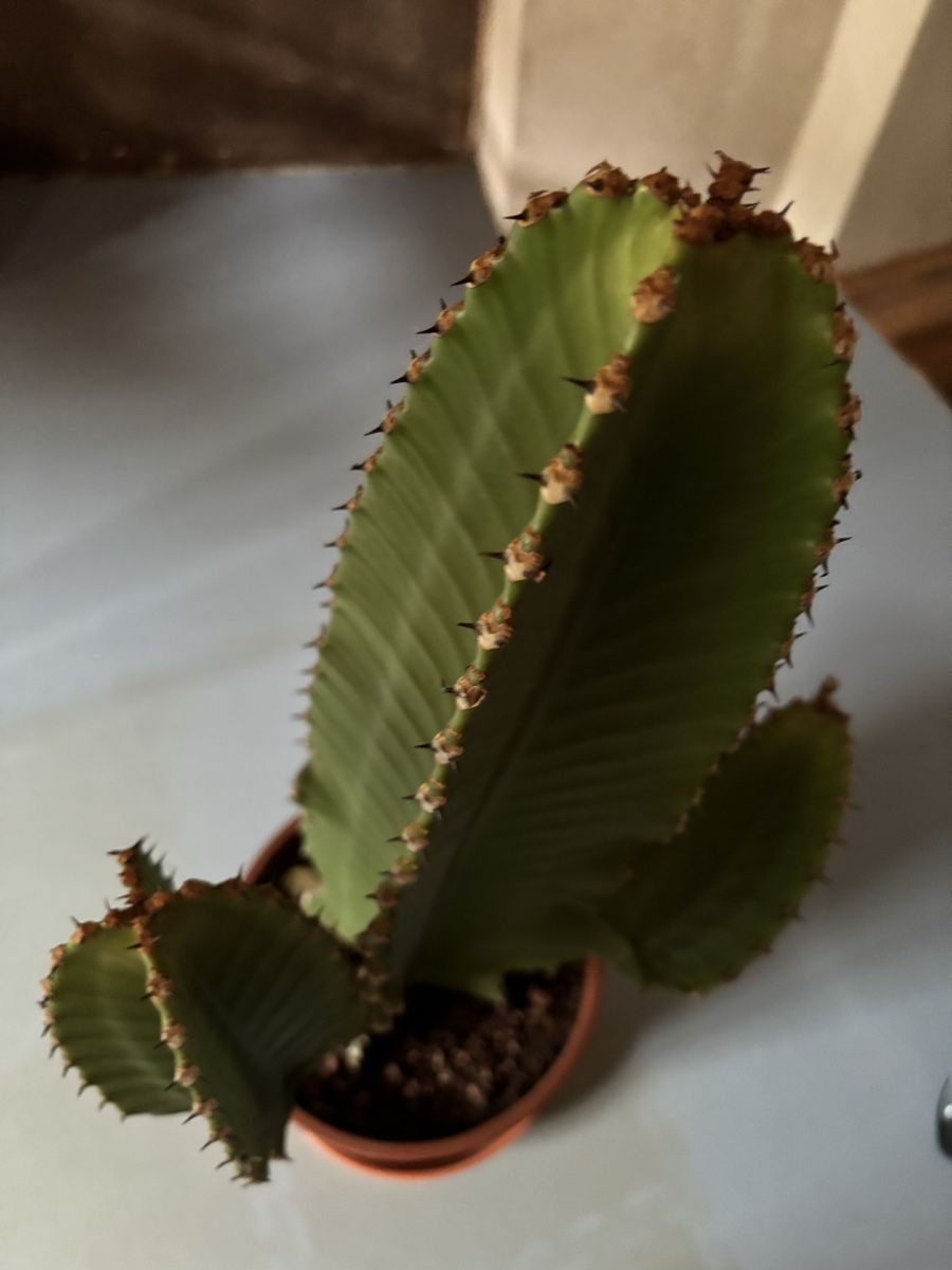 Plantes & graines: Cactus in vaso, pianta da interno cm 55 – D'occasion à Muzzano par mhf_zrj6 1