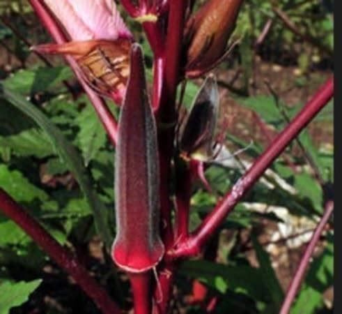 Piante & sementi: OKRA GOMBO BOURGOGNE  10g – Nuovo (secondo la descrizione) da Bremblens venduto da FIBONACCI369