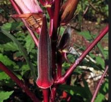 OKRA GOMBO BOURGOGNE  10g