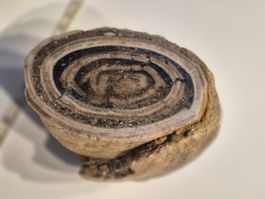 Mineral Stein Actaeonella Versteinerung Rarität Fossil