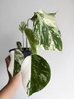 Monstera Deliciosa Albo Variegated