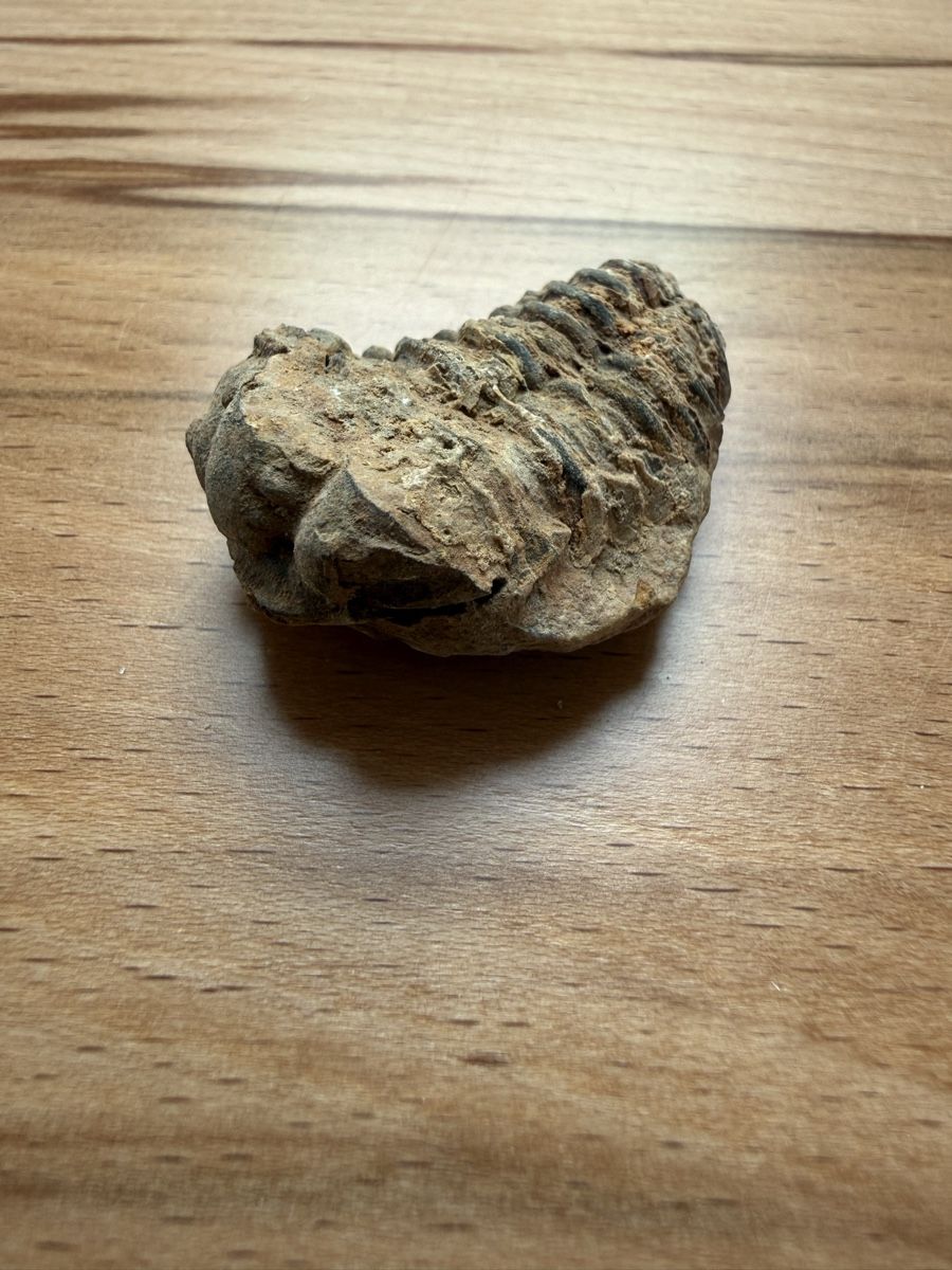 Fossilien: Trilobit – Gebraucht aus Grenchen von Bastet007 5