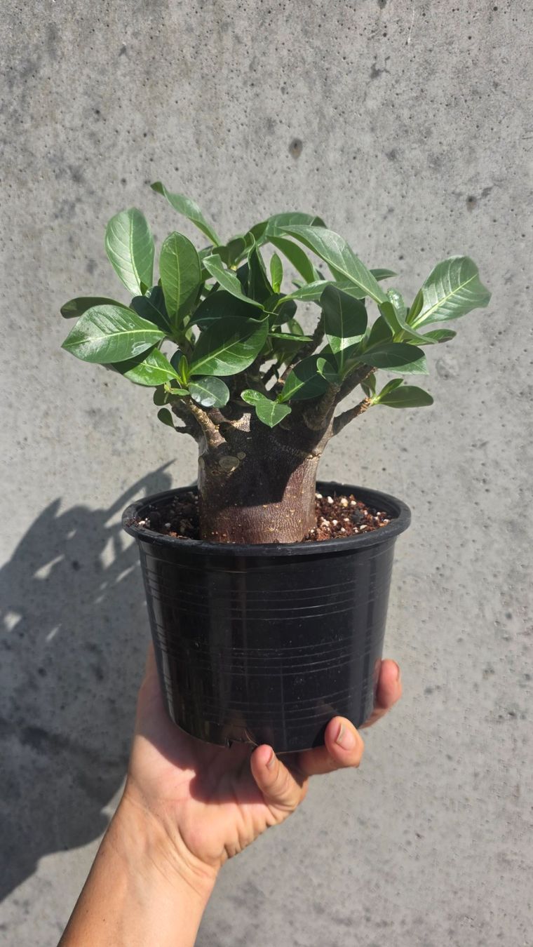 Pflanzen & Samen: Adenium Black Skin / Wüstenrose – Gebraucht aus St.Erhard von Plumilandschweiz 1