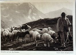 Davos, Schafhirt, Alp Parsenn, Landwirtschaft - M. Rudolf