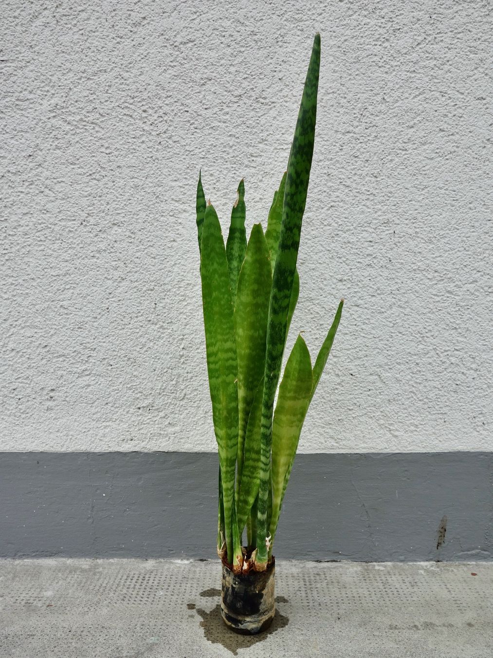 Piante & sementi: Bogenhanf Sansevieria Trifasciata – Nuovo (secondo la descrizione) da Kerzers venduto da zimmergruener 1