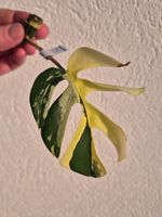 🌿Rhaphidophora Tetrasperma Variegata Ableger #2🌿