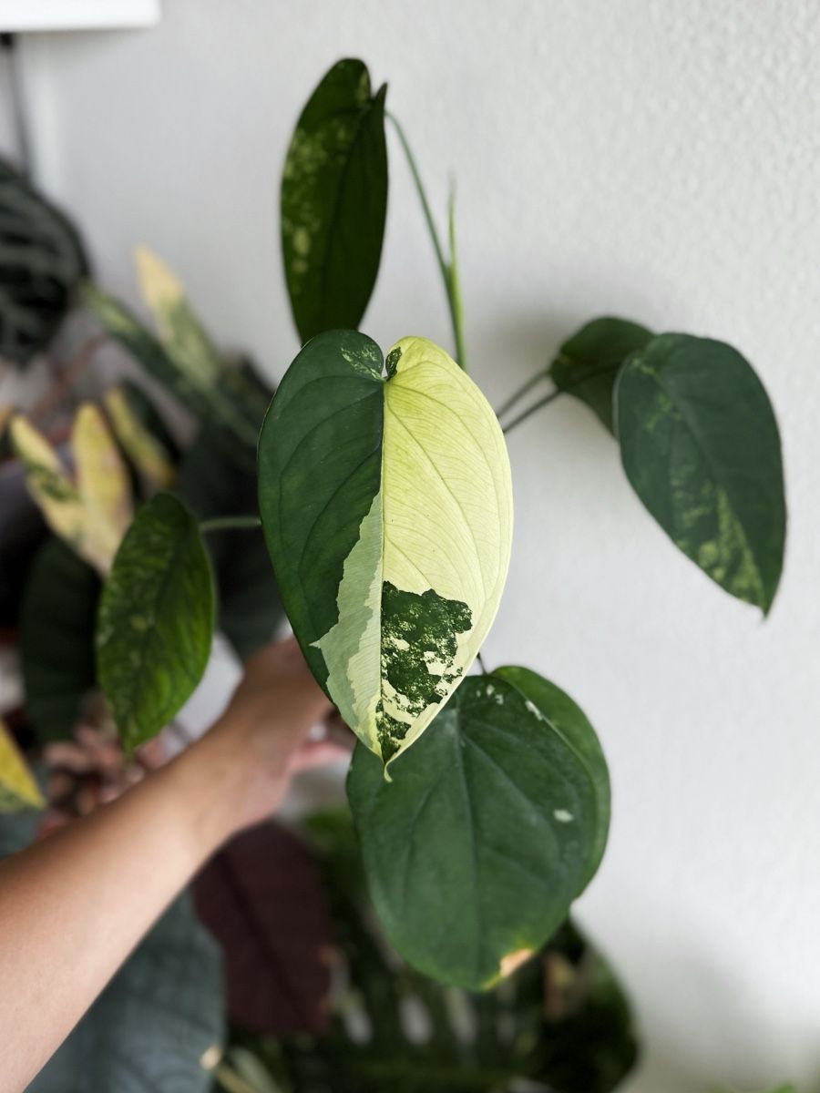 Pflanzen & Samen: Syngonium Chiapense Variegated – Neu (gemäss Beschreibung) aus Bern von Lucas_Ma