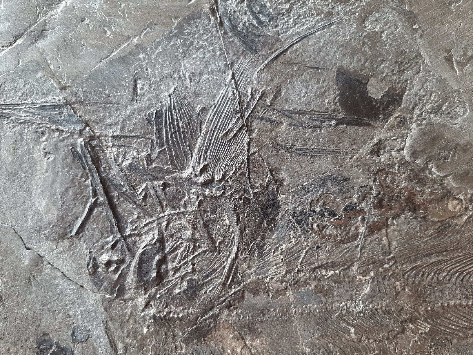 Fossili: Fossiler Raubfisch aus Deutschland – Usato da Rickenbach BL venduto da Oktober68 3