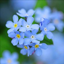 Profile image of vesna0209