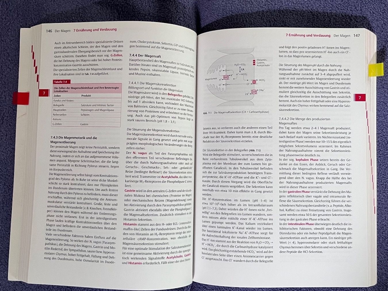 Libri: Kurzlehrbuch Physiologie – Usato da Muri AG venduto da lo.ren93 1