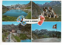 GRAND ST. BERNARD Auto - Bus - Hunde