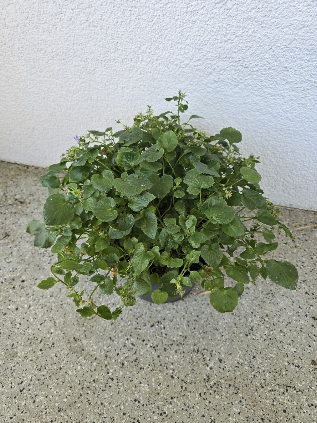 Piante & sementi: Winterharte Glockenblume – Usato da Rickenbach b. Wil venduto da Kth_v8