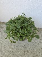 Winterharte Glockenblume