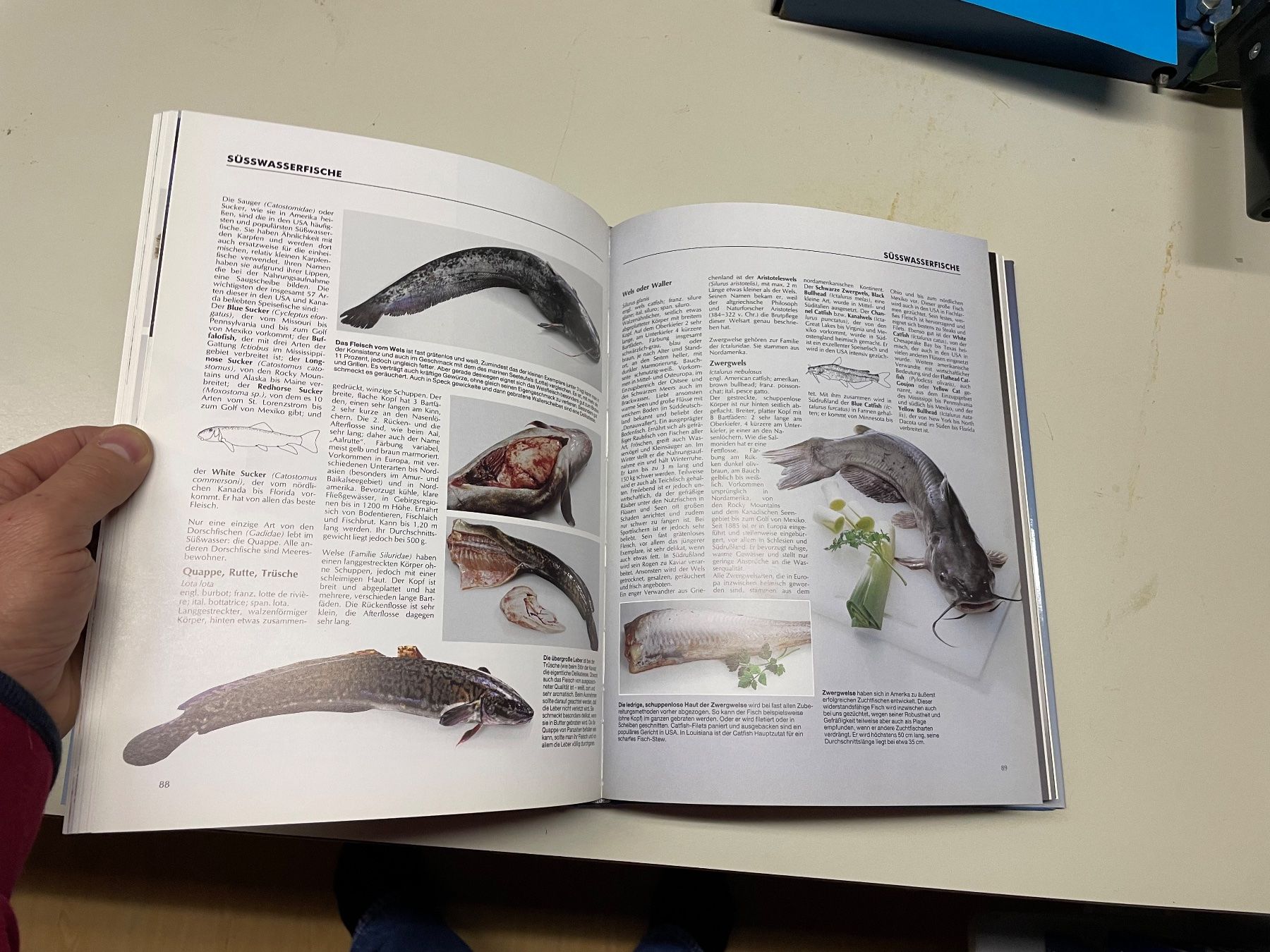 Libri: Tolles Fischbuch neuwertig – Nuovo e nell'imballaggio originale da Winterthur venduto da sportdisco2 5