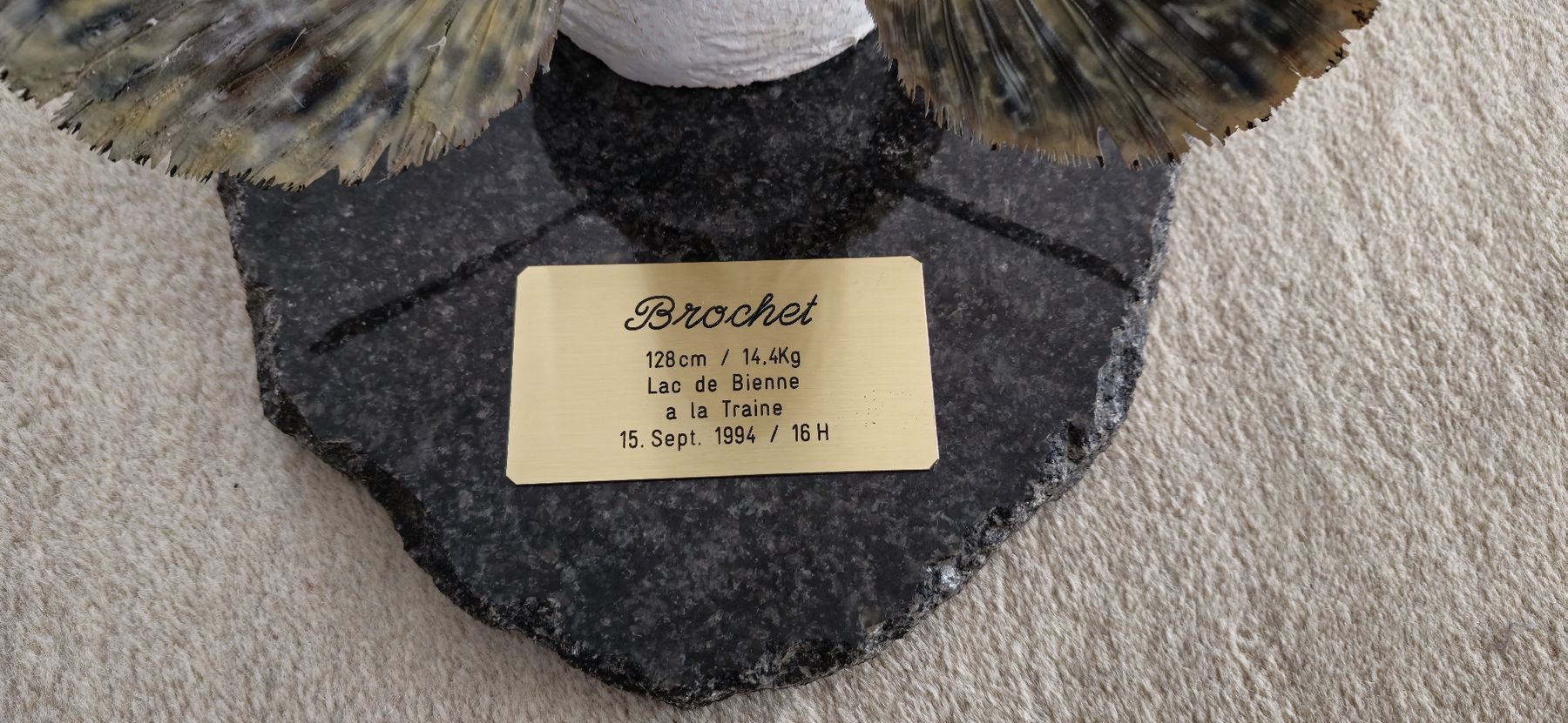 Il mondo degli animali: Brochet 1,28 m. 14,4 kg. – Nuovo (secondo la descrizione) da Brügg BE venduto da Podo10 3
