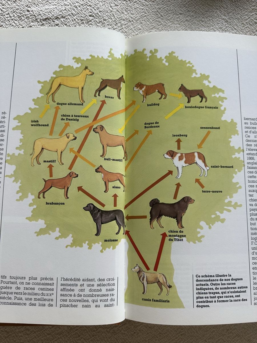 Libri: Le chien – Usato da Les Bioux venduto da ann_g9bh 5