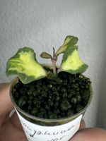 Hoya kanyakumariana variegata