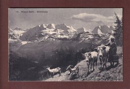 NIESEN-BAHN - Kühe - Ziege - Blümlisalp