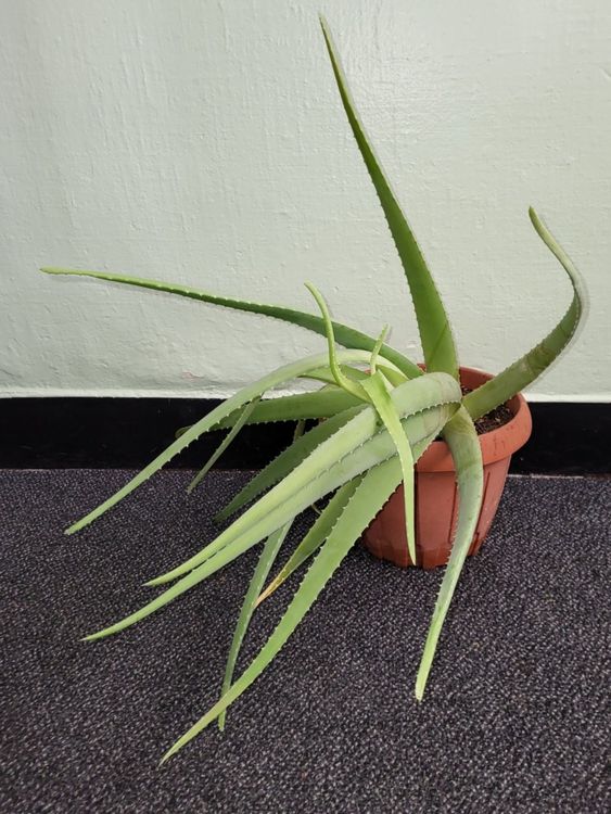 Bio Aloe Vera Pflanze Kaufen auf Ricardo