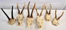 Lot de 6 "crâne d'animaux"