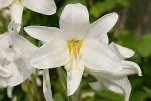 Piante & sementi: Lis de la Madone SUPERBE LIS BLANCHE 20g – Nuovo (secondo la descrizione) da Bremblens venduto da FIBONACCI369 1