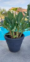 Musella Lasiocarpa Golden Lotus Banane3 mit Topf 🌴
