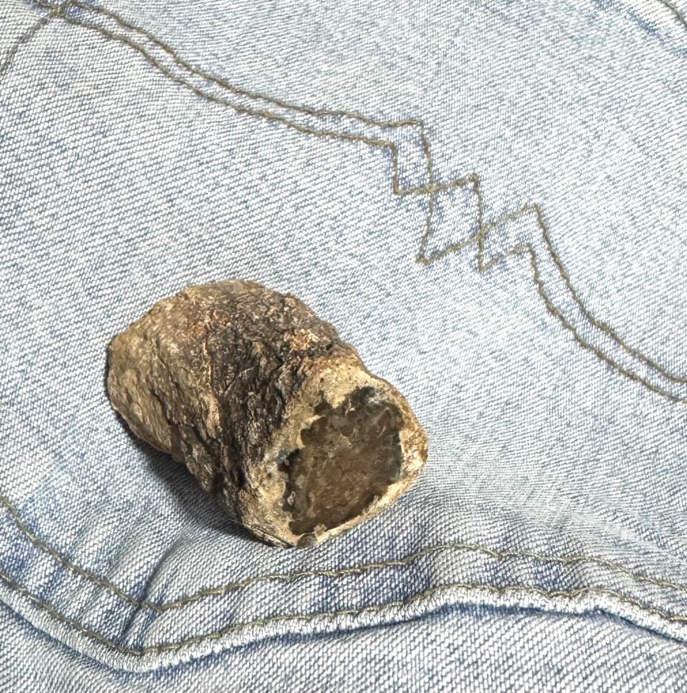 Fossili: versteinertes HOLZ    lässiges Einzelstück        NATURE – Nuovo e nell'imballaggio originale da Leuggern venduto da gemshow