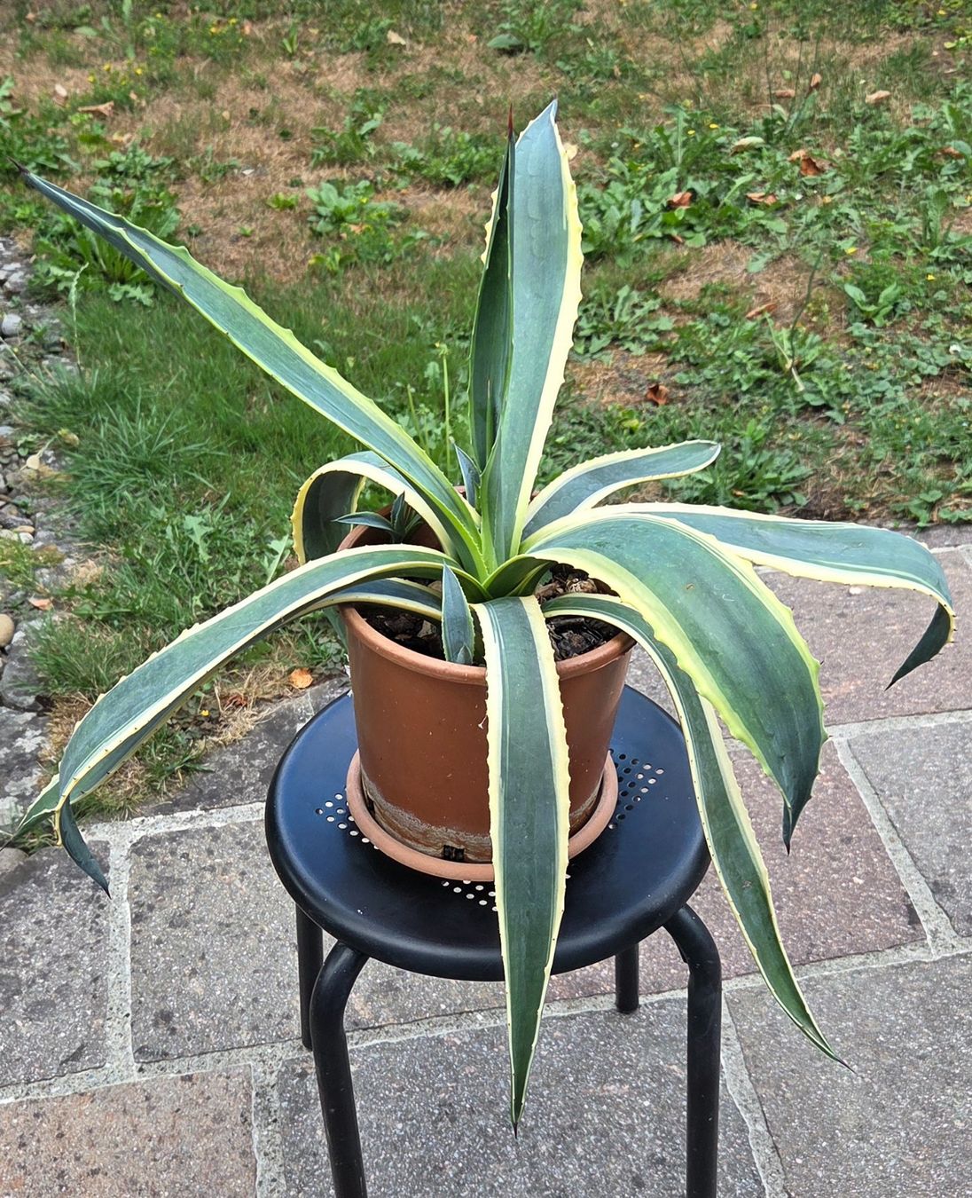 Pflanzen & Samen: Agave, kein Kaktus, eine Sukkulente – Gebraucht aus Würenlos von Browni01 2