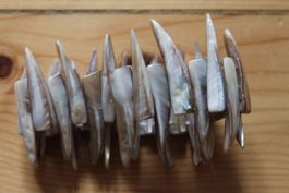 Armband aus Muschelteilen