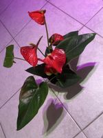 🌺 Anthurium – rote Flamingoblume