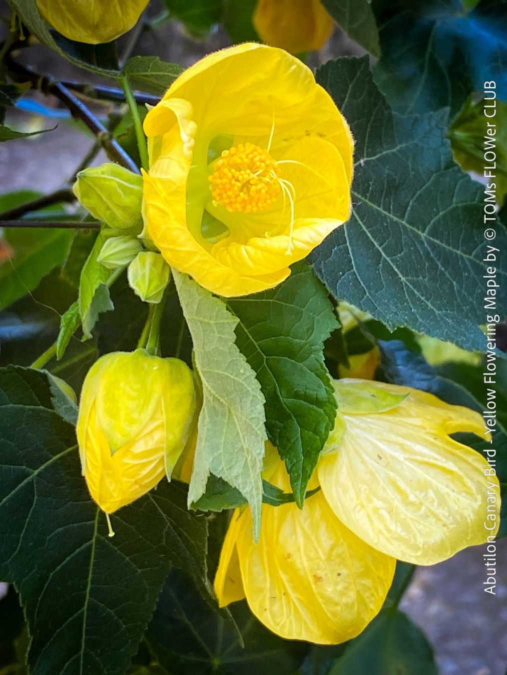Pflanzen & Samen: Abutilon Canary Bird - Schönmalve-Bäumchen - 70cm – Neu und originalverpackt aus Adliswil von astom369