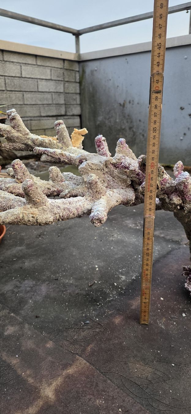 Tutte le decorazioni: Riffaufbau Meerwasser – Usato da Degersheim venduto da gadmer01 3