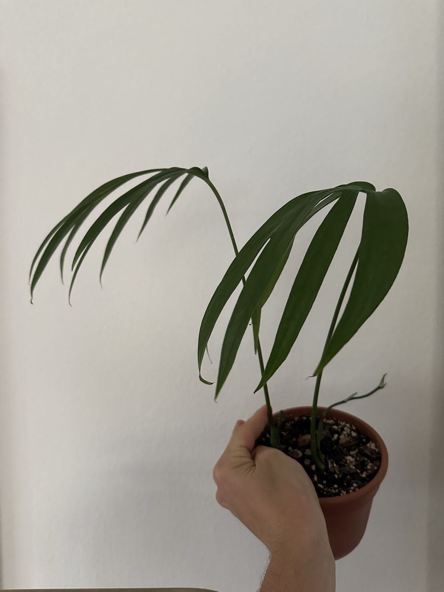 Pflanzen & Samen: Amydrium zippelianum – Gebraucht aus Zürich von castro23