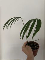 Amydrium zippelianum