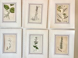 💚 6X HISTORISCHER BOTANIK KUPFERSTICH BOTANICAL1800 🇨🇭