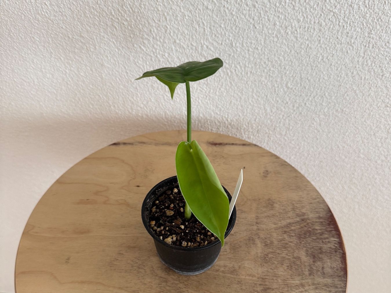 Piante & sementi: Syngonium Chiapense Ableger vergrünt – Usato da Goldau venduto da pflanzly 1