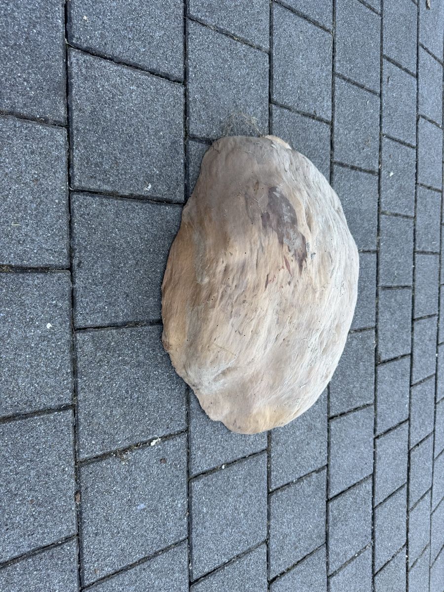 Articoli in legno: Naturholz Holzverwucherung – Nuovo (secondo la descrizione) da Reichenburg venduto da Noele123 1